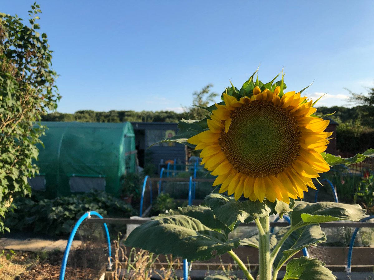 johnbbeta's tweet photo. Sad day today - we gave up our allotment plot! It's been 11 years of very wholesome gardening &amp; growing &amp; peaceful times, but also a big weight of responsibility &amp; time taken up when we're both super busy with important work/creative stuff! So long to our little wildlife corner x https://t.co/IKKi5lOFu6