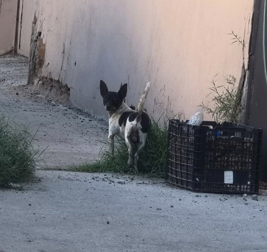 gllgina1's tweet photo. El es Tulio y si otro caso de abandono.. trae sus testiculos muy inflamados .. mas tarde sabremos que le pasó 🥺 si gustas y puedes apoyarlo es directo a la veterinaria🐾 se le harán varios examenes .. cualquier cantidad ayuda muchisimo 🙏 https://t.co/YEj5ih9Lw8