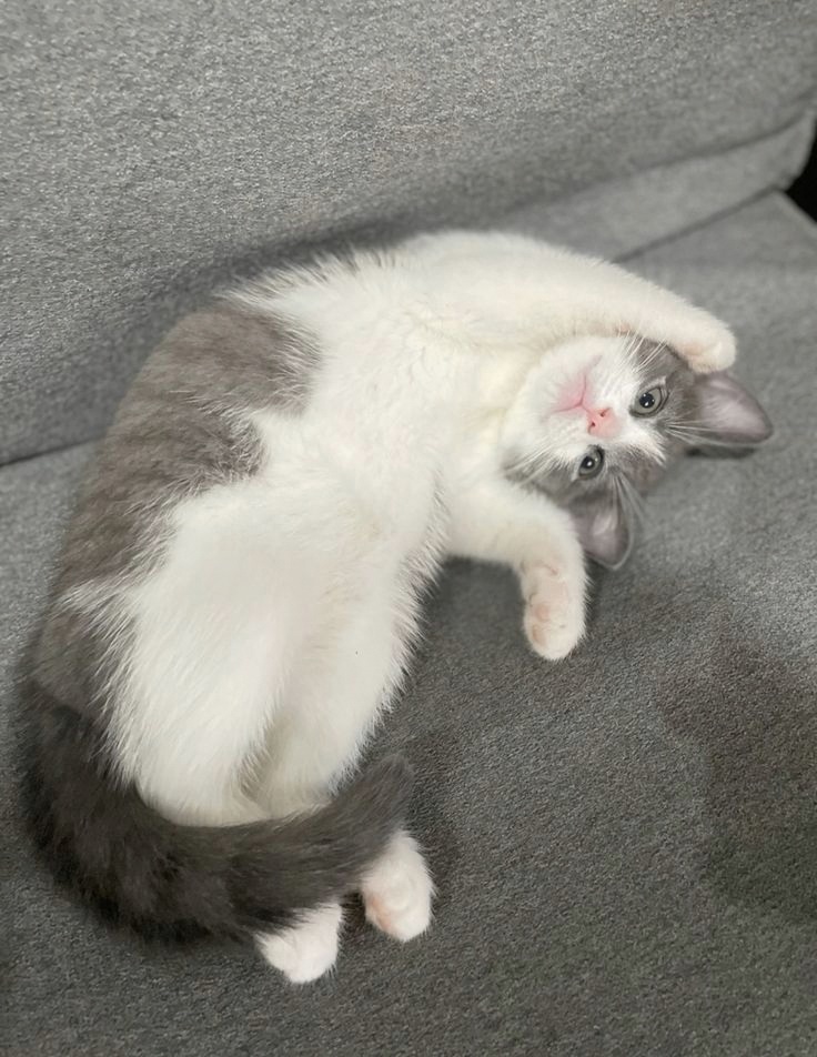 EMDAliciousPro's tweet photo. Just here to bless your timeline with some pawsitive vibes 🐱🐾💕 https://t.co/K2ZDeglvY0