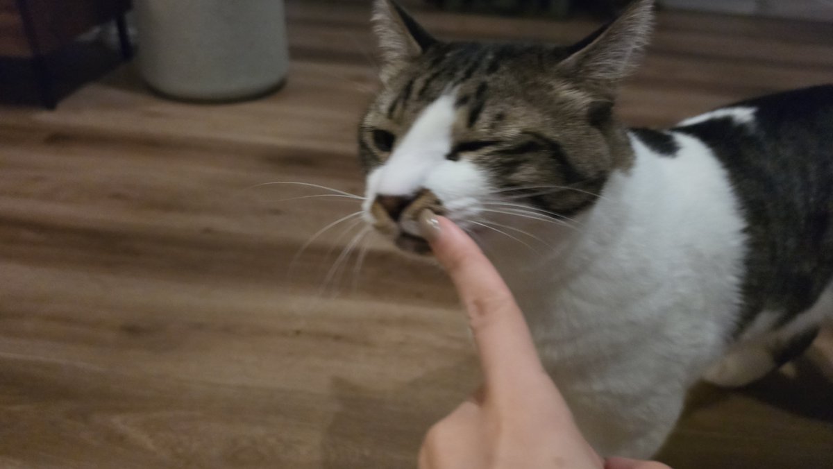 Cococococat7's tweet photo. たーーのしかったぁーーー！一旦寝ます！ありがとうございました！おやすみなさい！ https://t.co/KlcKM5r1zE