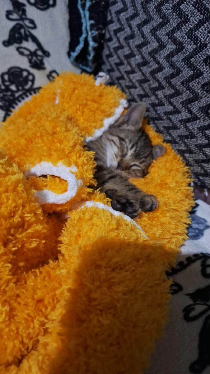 zllktlr's tweet photo. "Selde boğulmak üzereyken bulunan bu sevgi pıtırı yavruya yuva arıyoruz. Kuzu Saatler sonunda kendine gelmiş şuanda bir sağlık sorunu yok. Yaklaşık 1,5 aylık dişi.
Yer: İstanbul/Pendik
İletişim: 532 359 74 91  https://t.co/WA7RChXYe0 https://t.co/7WxBIdU5S1