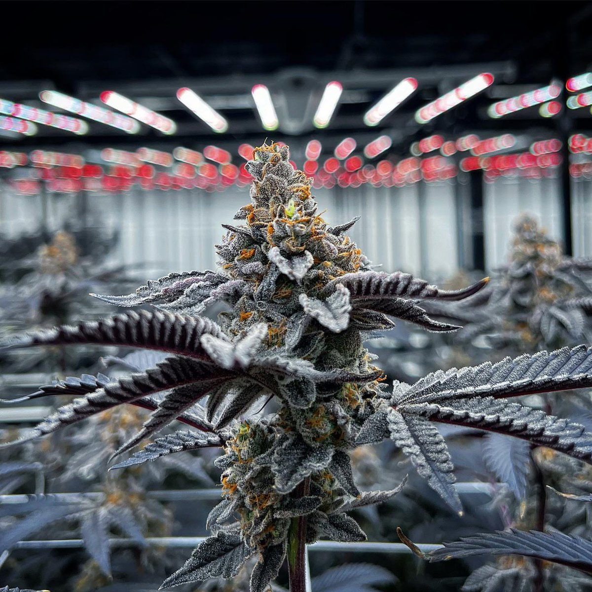 420packpro's tweet photo. If your sitting around with your head down complaining about the market and your not in the garden producing the best cannabis of your life then maybe you’ve been the problem with this industry the whole time. 🤷‍♂️ This is The Whoa at day 62! 🚀🏁🤩 https://t.co/JZOZm9r0qa