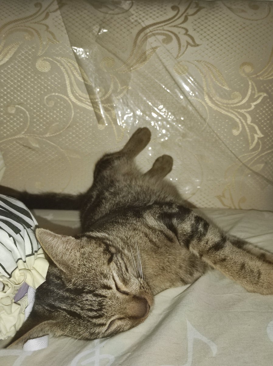 vandaalee's tweet photo. @umadudut bodo amat😺 btw doain gais udh 2hari gak pulang curiga diculik, kasian dia takut ama org asing, dirumah aja dket sama org tertentu doang (gue dan mymom)😭 https://t.co/sXw9GmpG1C