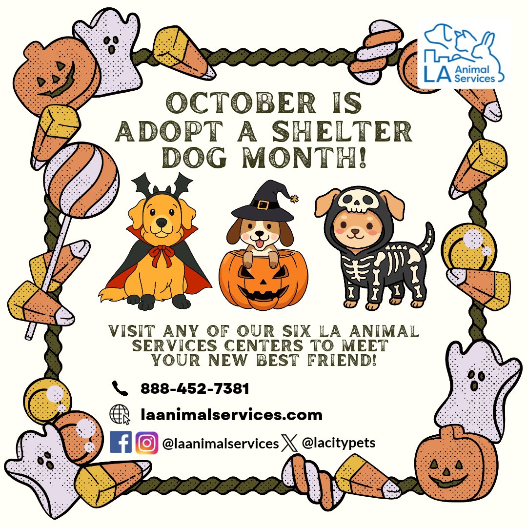 LACityPets's tweet photo. October is National Adopt a Shelter Dog Month, and we have so many wonderful pets ready to meet and go home with you at all six of our LA Animal Services Centers! Stop by any of our six Centers this weekend to meet your new best friend! 🎃

#LACityPets #AdoptAShelterDogMonth https://t.co/Qzfy0szxzc