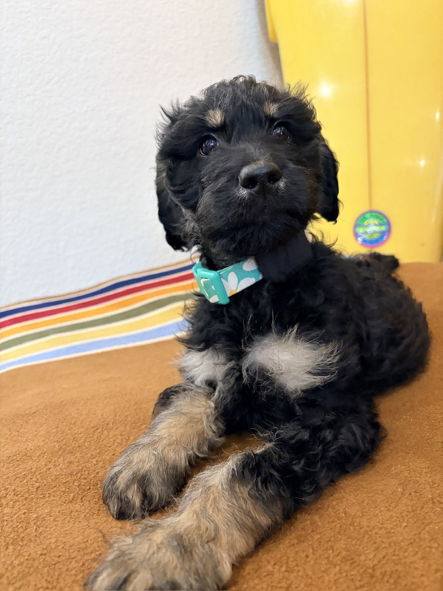 calisheepdood's tweet photo. Welcome to the fam, Coors! 🍺 https://t.co/d0SUa385nv