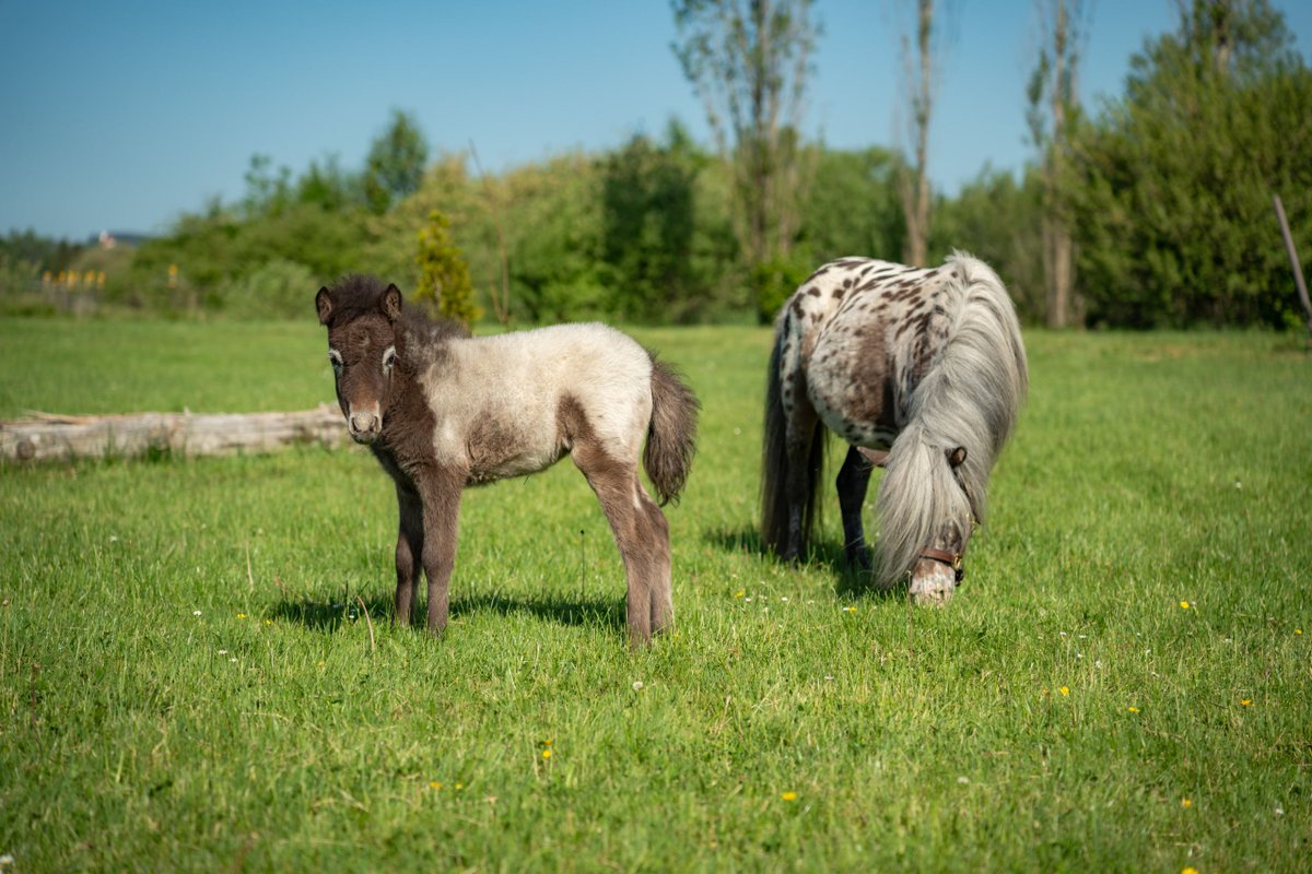 ehorses_com's tweet photo. Leopard-Piebald Mare 🐴 Charming, compact, and wonderfully gentle for bright equestrian adventures.
🔗 https://t.co/s08kB2pDBy
#ehorses #moreponies/smallhorses #breedinghorses #mare #leopard-piebald #horselove #horse #horses #horselover #foundonehorses https://t.co/8i3HdWyYIy