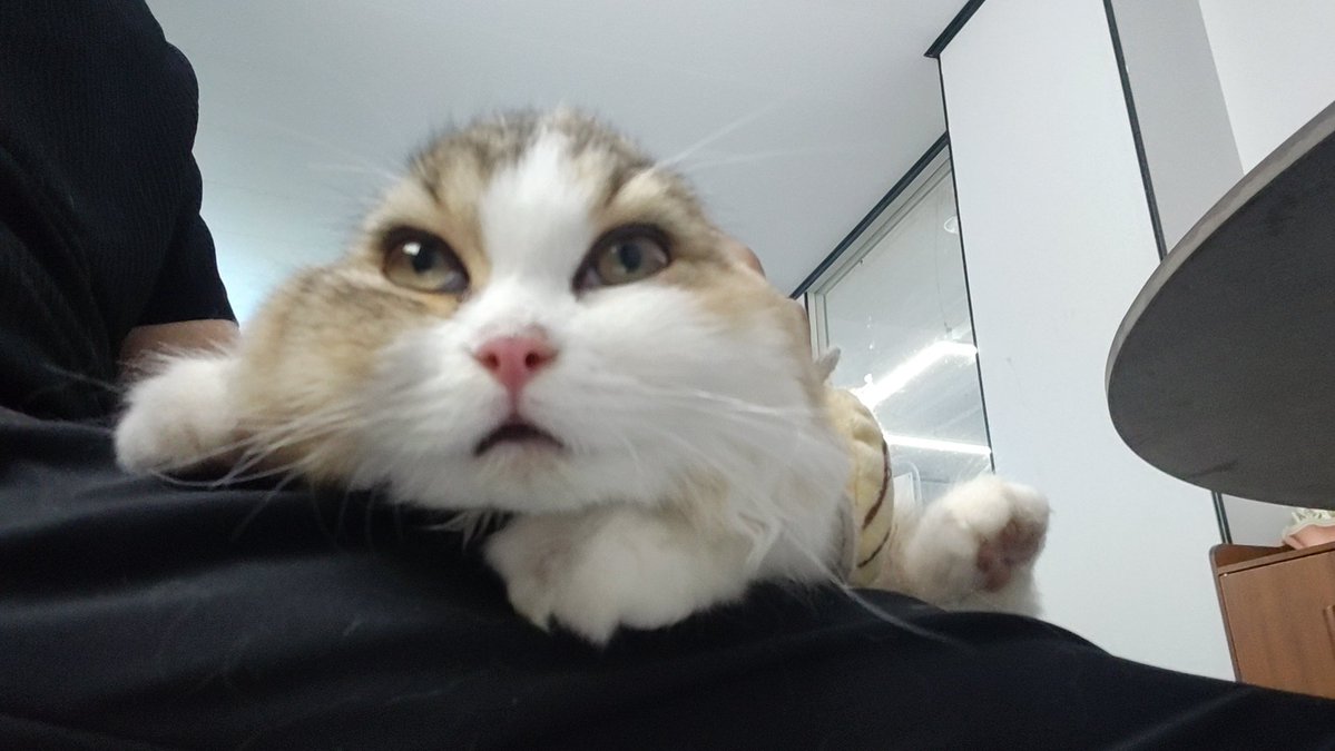 hakvi23749468's tweet photo. 小猫颜艺，最后一张重口慎看👀！
疲惫脸—土拨鼠—兔叽— https://t.co/skLDueOcoU