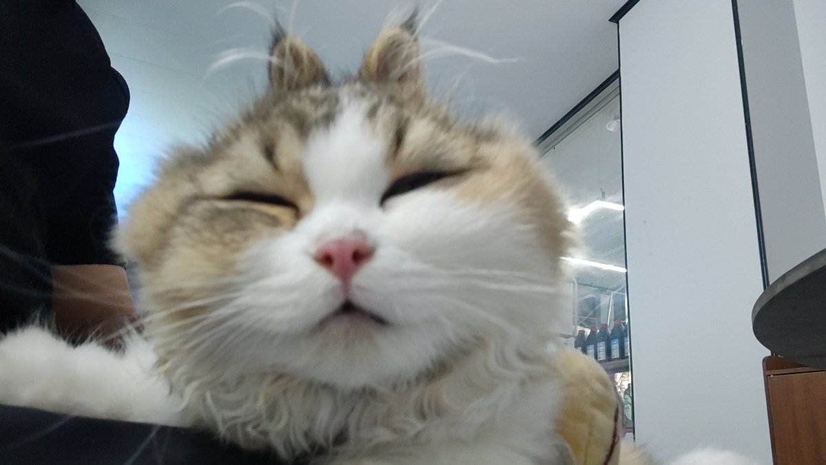 hakvi23749468's tweet photo. 小猫颜艺，最后一张重口慎看👀！
疲惫脸—土拨鼠—兔叽— https://t.co/skLDueOcoU
