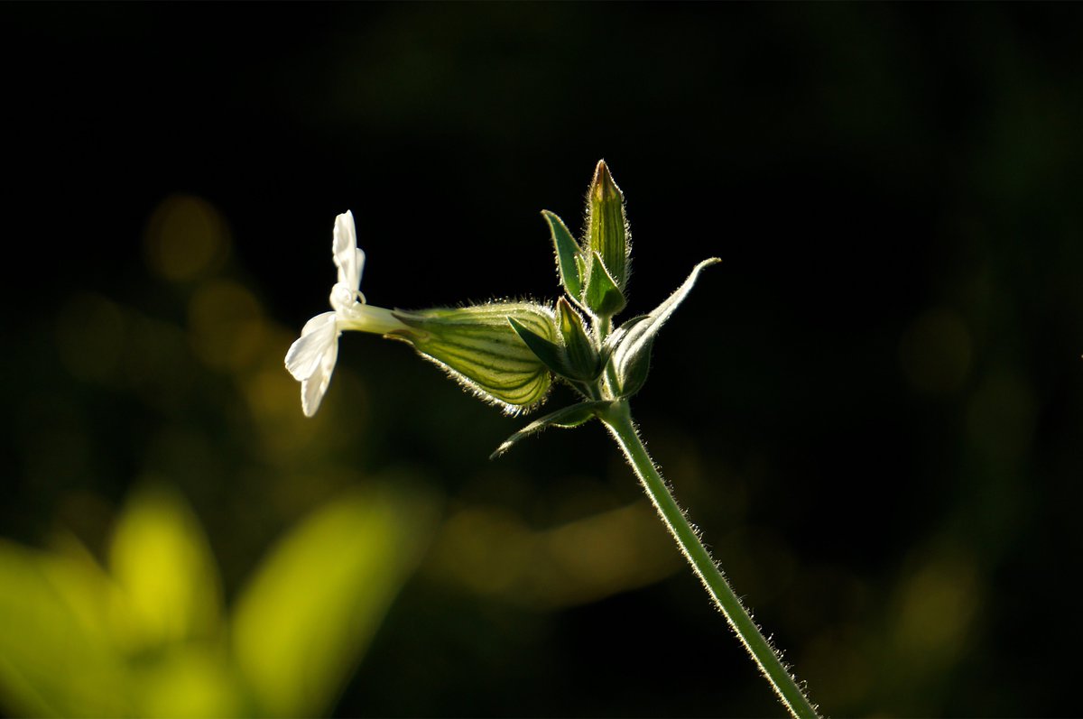 PEKHTography's tweet photo. One petal out. 🌿 
Three buds behind it — 
still sealed, still fuzzy-warm, 
still collecting data on whether jumping was a good idea. 
The gold says yes. The dark says nothing. 🤍 
Audax unus.
#NaturePhotography #MacroWorld #BloomingNow #GoldenHour https://t.co/Pee3h811le