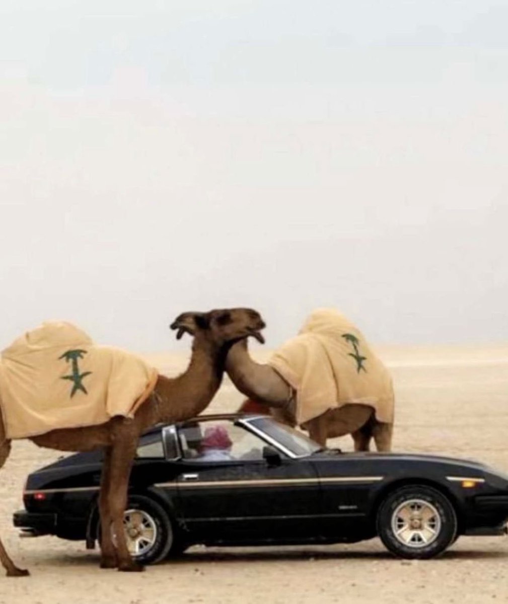 taifbeeg's tweet photo. نعم حنا بدو وقبل النفط كنا نرعىٰ الابل والغنم 
وبعد النفط اصبحنا نرعاكم🐪🇸🇦 https://t.co/nm16XDr9KM