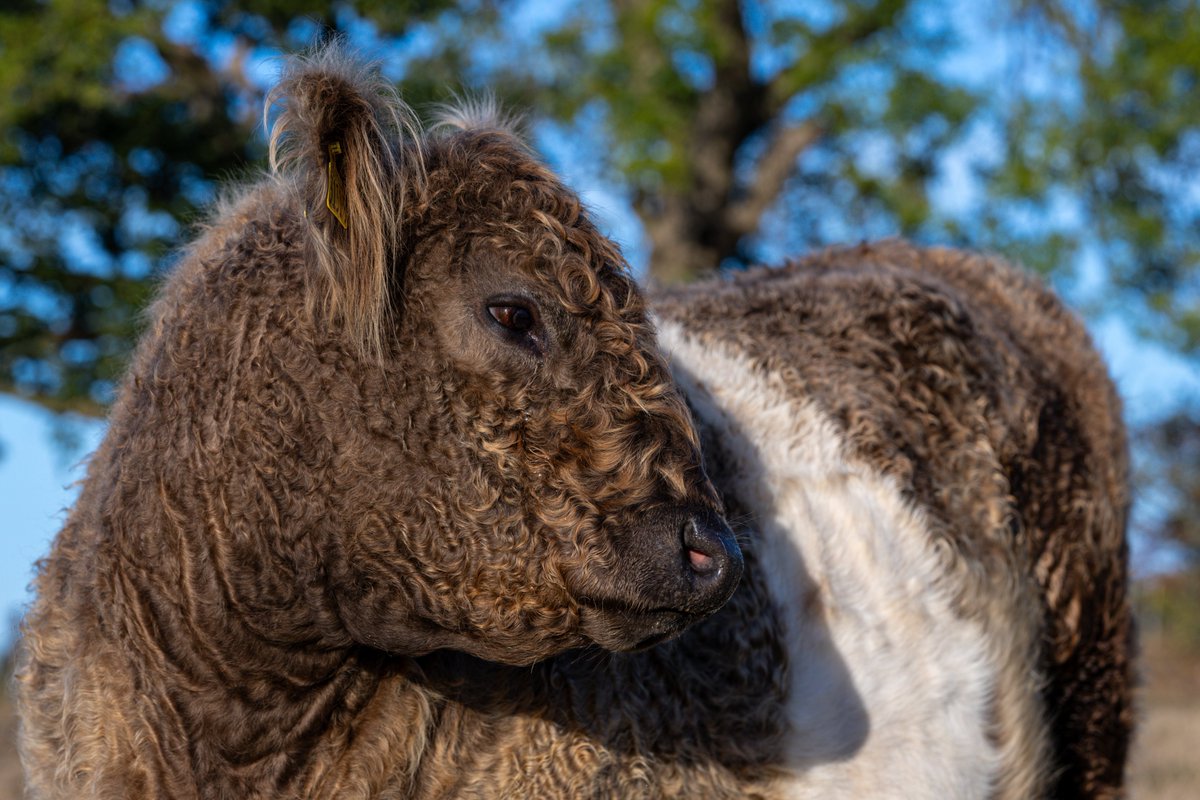 Gsxr1000UKKO's tweet photo. Well, went and photographed a few CUWs today #cows #galloway #belted #beltedgalloway #rural https://t.co/ohuOgzW8Y4