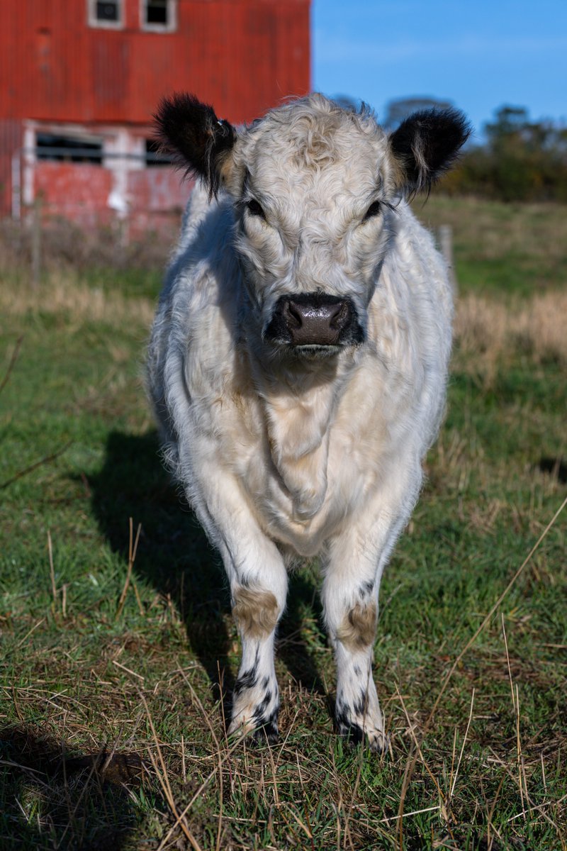 Gsxr1000UKKO's tweet photo. Well, went and photographed a few CUWs today #cows #galloway #belted #beltedgalloway #rural https://t.co/ohuOgzW8Y4