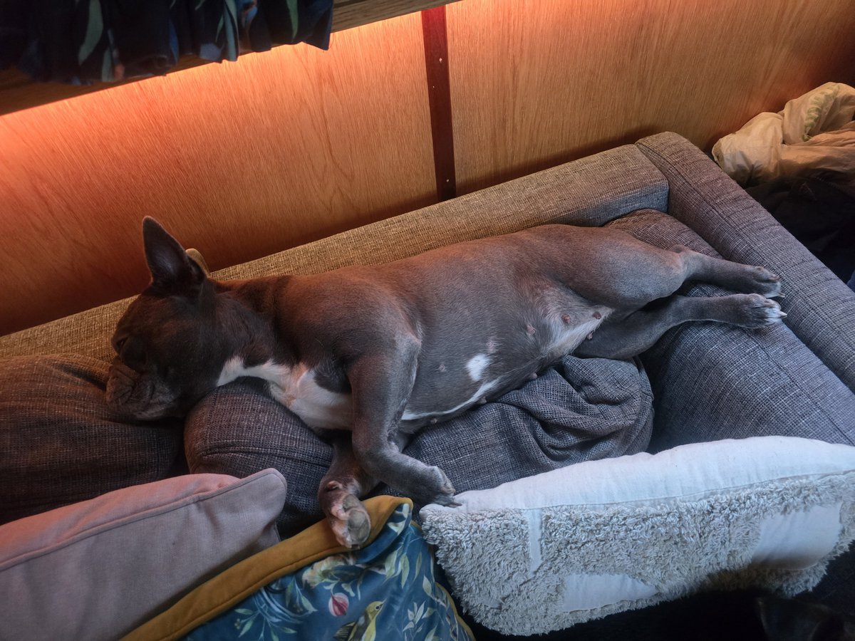 wayneDJC's tweet photo. Ladies muck and muckier are hogging my sofa https://t.co/cocFviW4zW