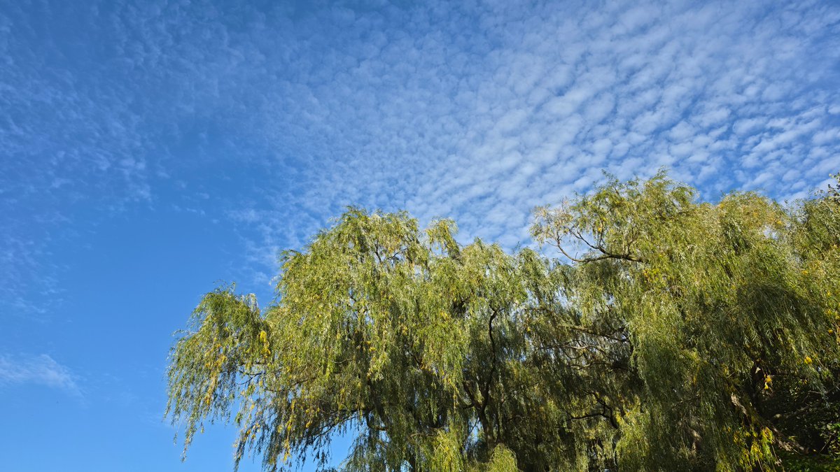 FototakerTony's tweet photo. Everything's all right while Trees continue to flourish!! https://t.co/ZraLJ2wAtL