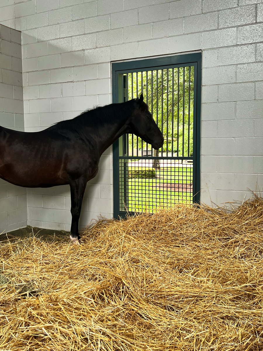 hatrat's tweet photo. Hearing of the loss of #MedagliadOro is heartbreaking. He lived a life of legacy and will always be a legend 🕊️

💙 My deepest sympathies to the entire team at @godolphin @DarleyStallions @DarleyAmerica @stephqjustified https://t.co/dozdv1IG3Y