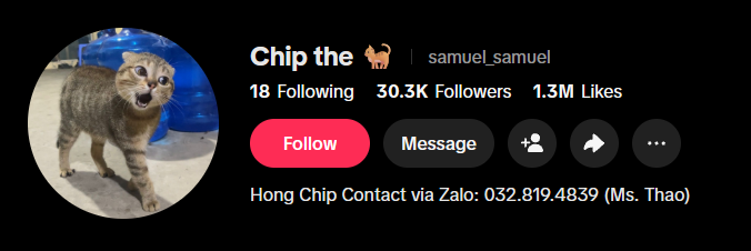 czs_fortune's tweet photo. Cat's name is Chip  

Chipto literally translates to "Chip The"

https://t.co/5q1XFILNxW https://t.co/60vbySFjiG