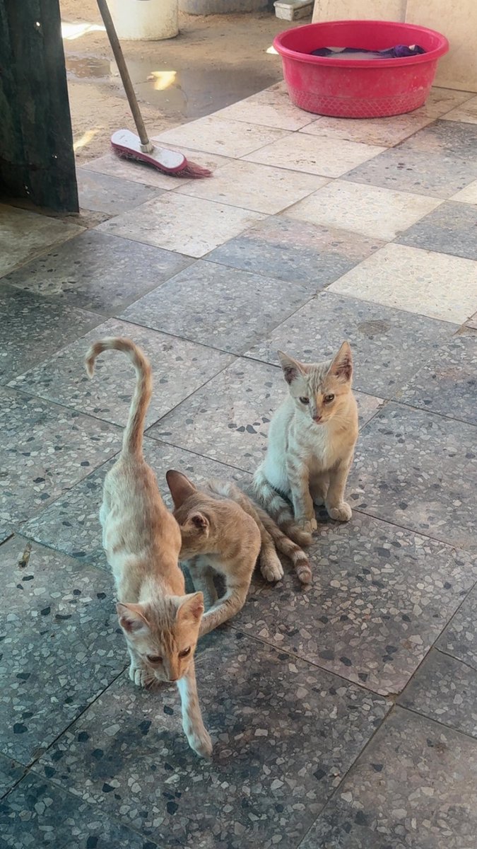 Mo7mmd30's tweet photo. My cats and i are still alive here in Gaza🇵🇸 https://t.co/orhA3XlQs0