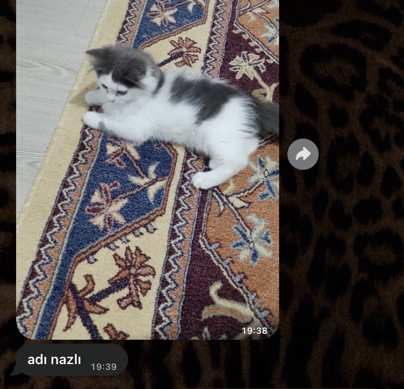 gercektensell's tweet photo. eve kedi alalım dediğimde yaygara çıkartan annemden 2 yeni mesaj https://t.co/BginilIOAm