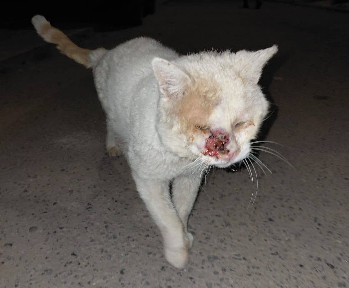 eltuitdemarsh's tweet photo. Urgente! Este gatito se encuentra, en este estado, desde hace días en Villa Nueva luz, Paradero 9, Calera de Tango. Si alguien o alguna agrupación deseas ayudarlo, ya sabe dónde encontrarlo. Favor RT!
#CaleraDeTango https://t.co/mcVY0u1Y9V