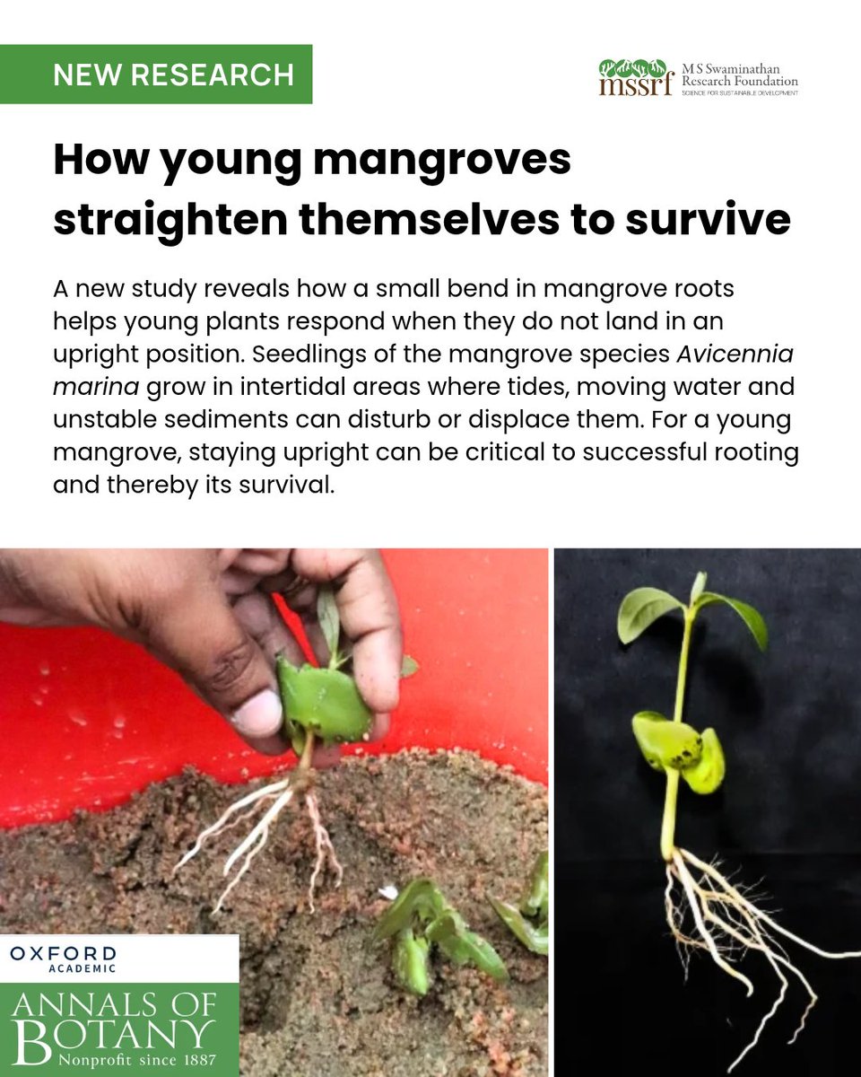 mssrf's tweet photo. In the shifting mudflats where Avicennia marina grows, tides and moving water can knock young mangroves off balance. A new study published in the @annbot by MSSRF researchers Balasundari Dharbaranyam, R. Durgaswathi and @Gayatrivenkata2 , with colleagues from St. Peter’s College of Engineering and Technology, shows how these seedlings recover. By forming a bend at the base of their hypocotyl and redirecting their roots, these seedlings straighten up and regain stability when they do not land upright.

Read the paper: https://t.co/gcQFNErQjo