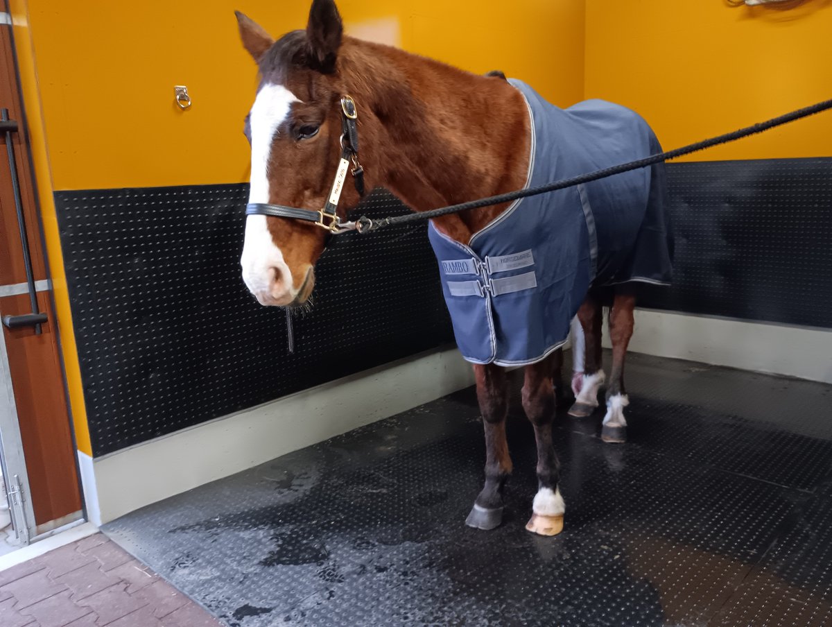 NLstaff's tweet photo. ドッちゃんは皆より一足お先に馬着スタート‼️(動画は10/1、馬房カメラ)
2、3枚目は昨日(10/17)の夕方
#メイショウドトウ(#引退馬協会 預託馬)
#フォスターホース
#新冠町　#ノーザンレイク https://t.co/dy1g628mWt