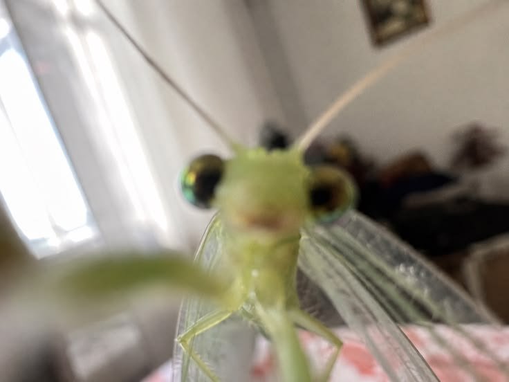 colligocritters's tweet photo. Haii :)) were here to discuss your cars extended warranty https://t.co/UnDW1gJQyB
