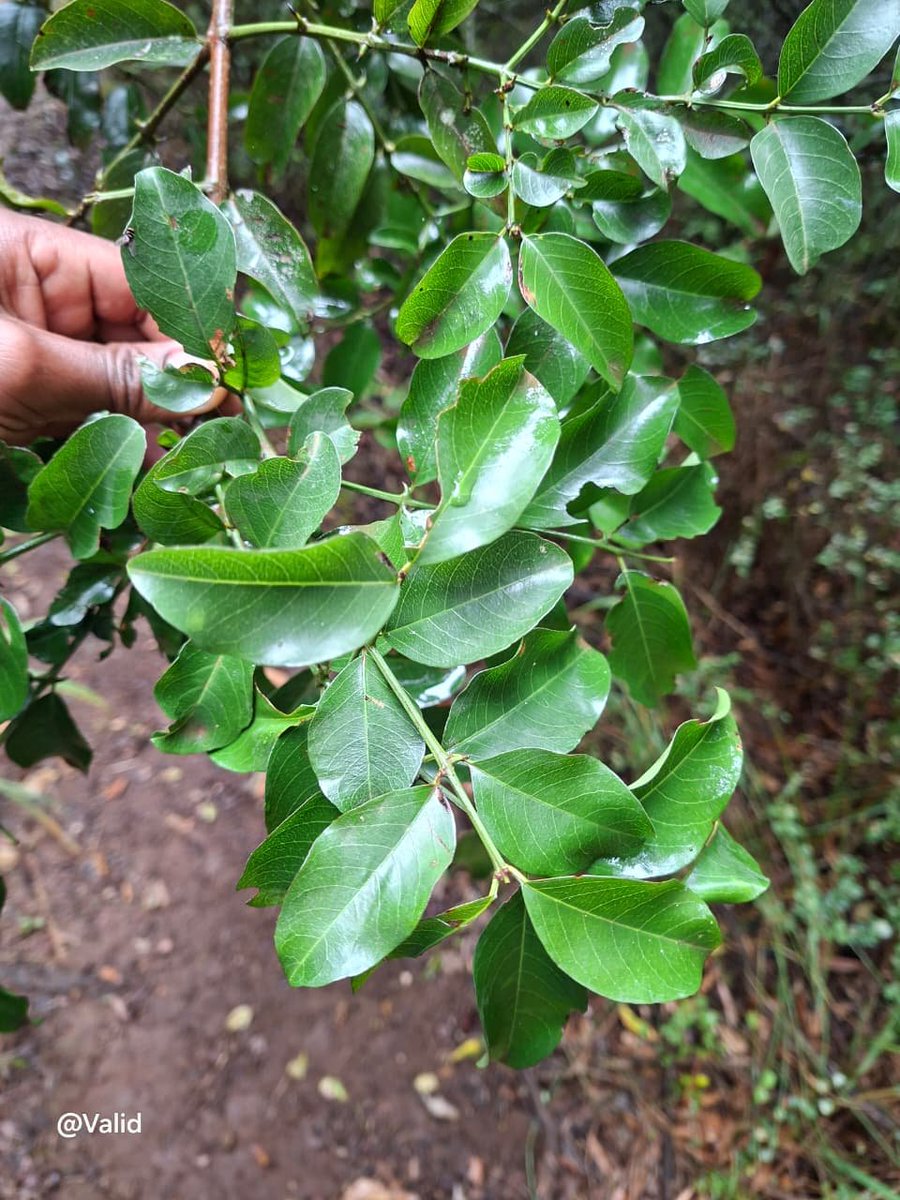 ValidMwawana's tweet photo. A daily dose of a new tree.
Scutia myrtina
(Species 290 of 365)
Common name: cat-thorn
Family: Rhamnaceae 
📌 Namanga Hill, Kajiado County. https://t.co/dQlgXcvRrM