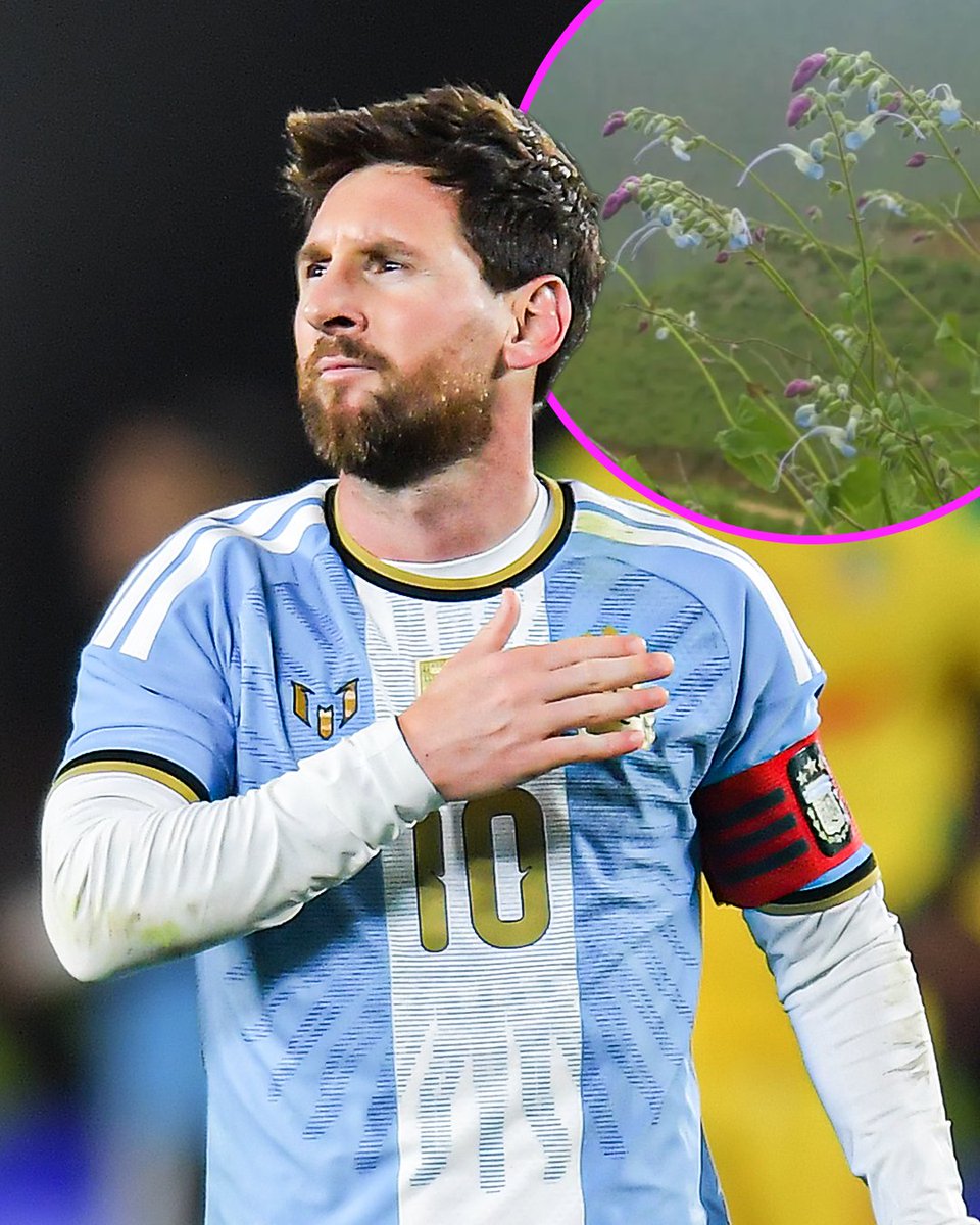 footballontnt's tweet photo. Another honour for Messi, this time in the plant world 🌸🐐

A newly discovered species in Peru has been named Salvia messii, with its light blue and white flowers inspiring the Argentina connection 🇦🇷 https://t.co/CN0yH7i3U0