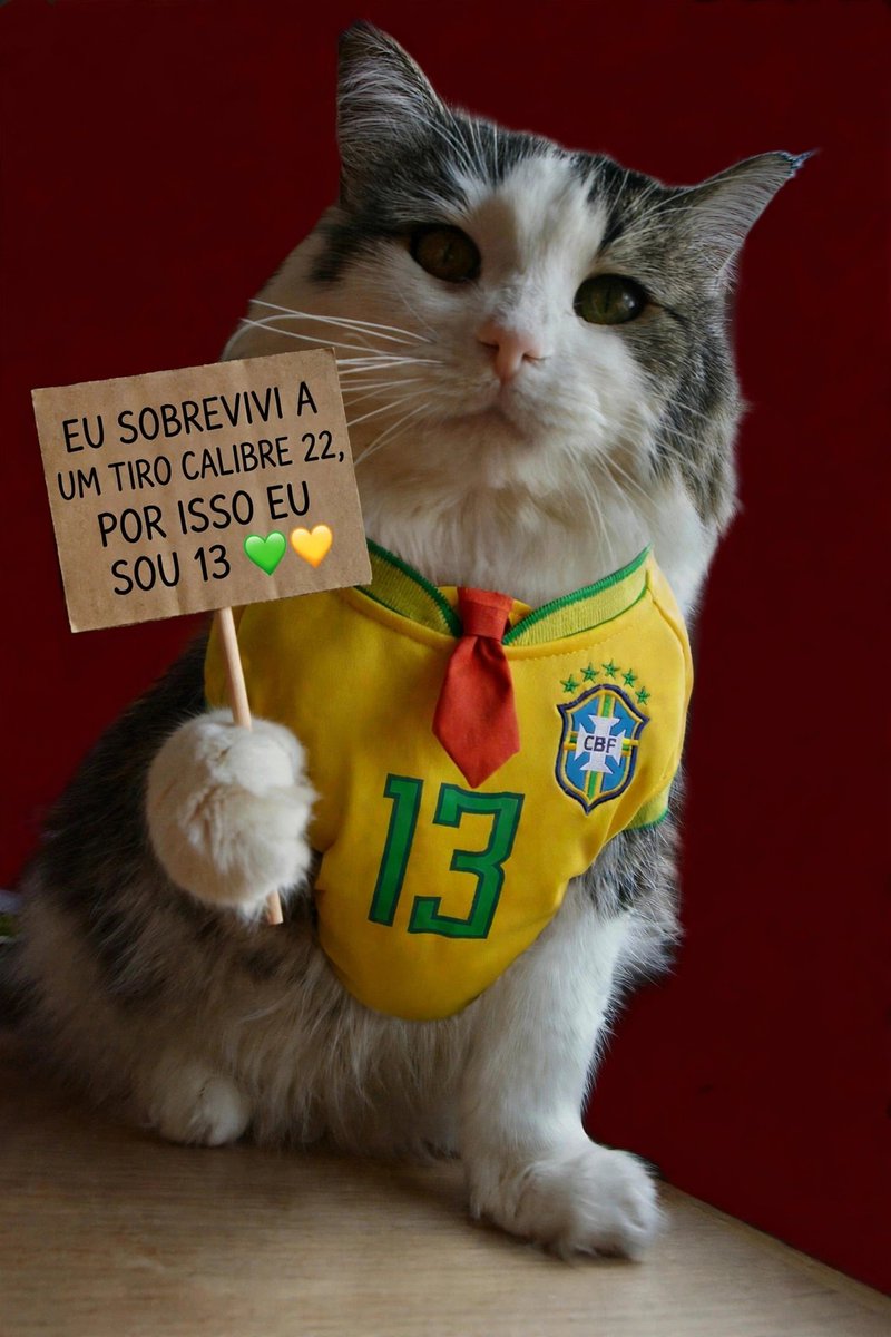 temMundiall's tweet photo. @AnittaNoGrupoBR Gato Leo é Bora Lula 13!! https://t.co/1KTQjVi2BK