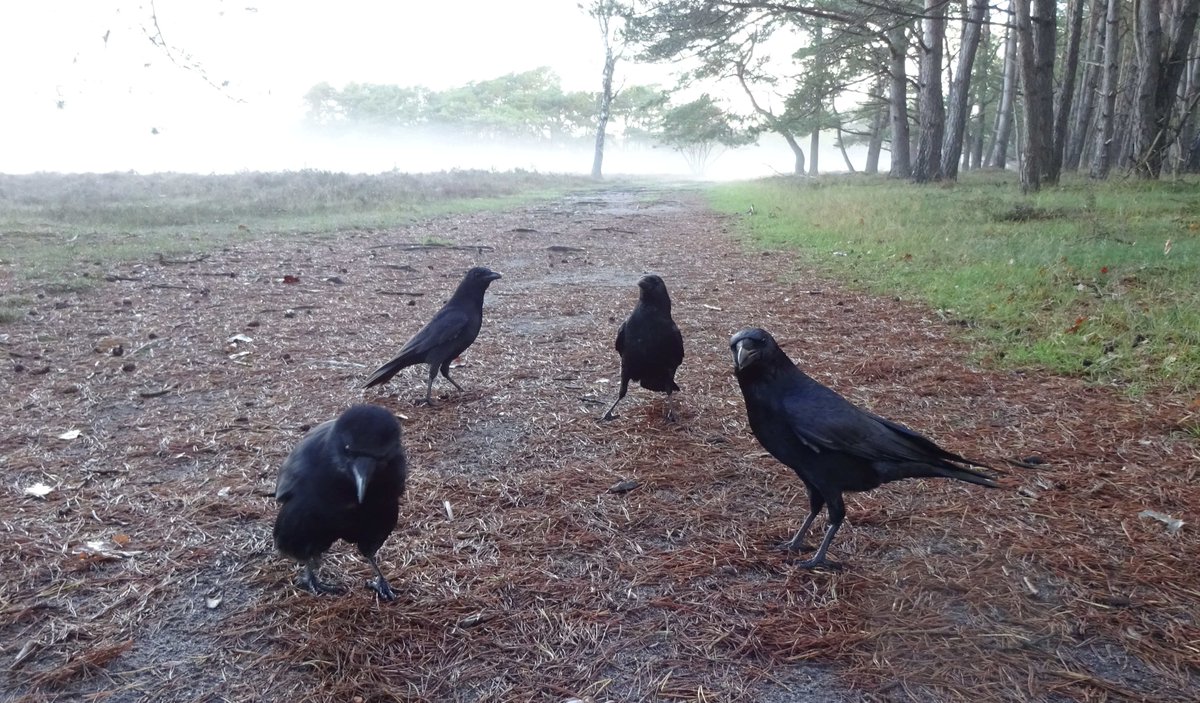 FlintBlackBird's tweet photo. 🤔 Fog is back. https://t.co/ZX8SvrvNO2