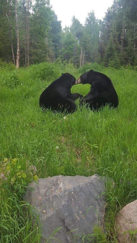 equine__dentist's tweet photo. me and my bear wife sharing a kiss in a luscious meadow https://t.co/tsX8w9gNlE