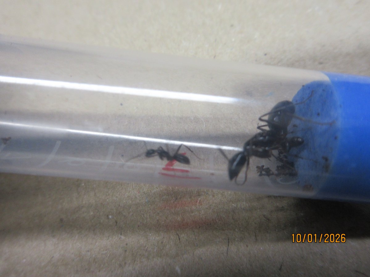 OFOEAC's tweet photo. @DFOChicago CBP Agriculture Specialists in Louisville intercepted live ants concealed inside a robot vacuum shipment from Spain. The shipment lacked required USDA/APHIS documentation, and the prohibited items were destroyed under federal regulations. #OFOProudus https://t.co/10ZPm4bgNr
