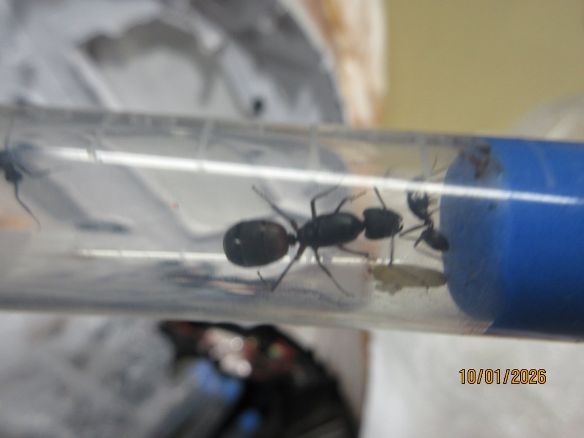 OFOEAC's tweet photo. @DFOChicago CBP Agriculture Specialists in Louisville intercepted live ants concealed inside a robot vacuum shipment from Spain. The shipment lacked required USDA/APHIS documentation, and the prohibited items were destroyed under federal regulations. #OFOProudus https://t.co/10ZPm4bgNr