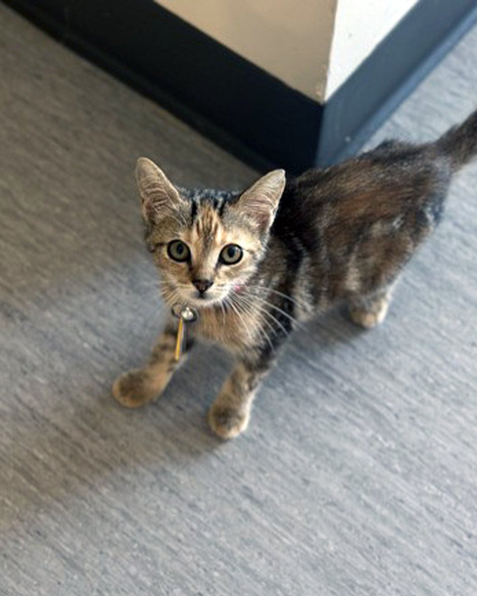 AnimalLeague's tweet photo. 🍎🐱 Macoun (#NCR9123) Is Waiting for Someone Special!

This beautiful 3-month-old kitten from North Carolina needed a little extra reassurance when she arrived at Bianca’s Furry Friends. New places can be scary, after all!

But with patience, kindness, and plenty of loving attention, Macoun is learning that good things can happen when you give people a chance. ❤️

Now, she’s looking for a peaceful forever home where she can settle in at her own pace and discover just how wonderful life can be.

Give her a little time, and you may be rewarded with the sweetest, most grateful head bumps ever! 😻

Could you be the gentle, loving person Macoun has been waiting for? 🏡💕 #getyourrescueon #biancasfurryfriends #caturday