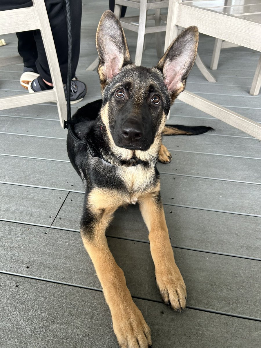 Hopee1212's tweet photo. Guys look at this puppy I just met https://t.co/mKLUzFEQuv