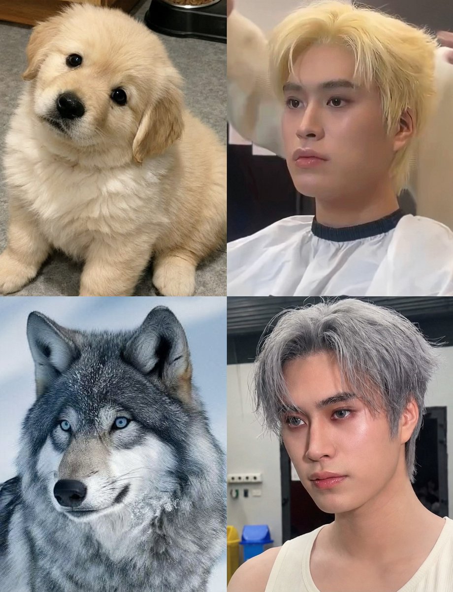 xyzaeni's tweet photo. D-1 — หมาแดงโกลเด้น🦮
D-2 — หมาป่า🐺
D-3 — ? https://t.co/A0WmmECrTr