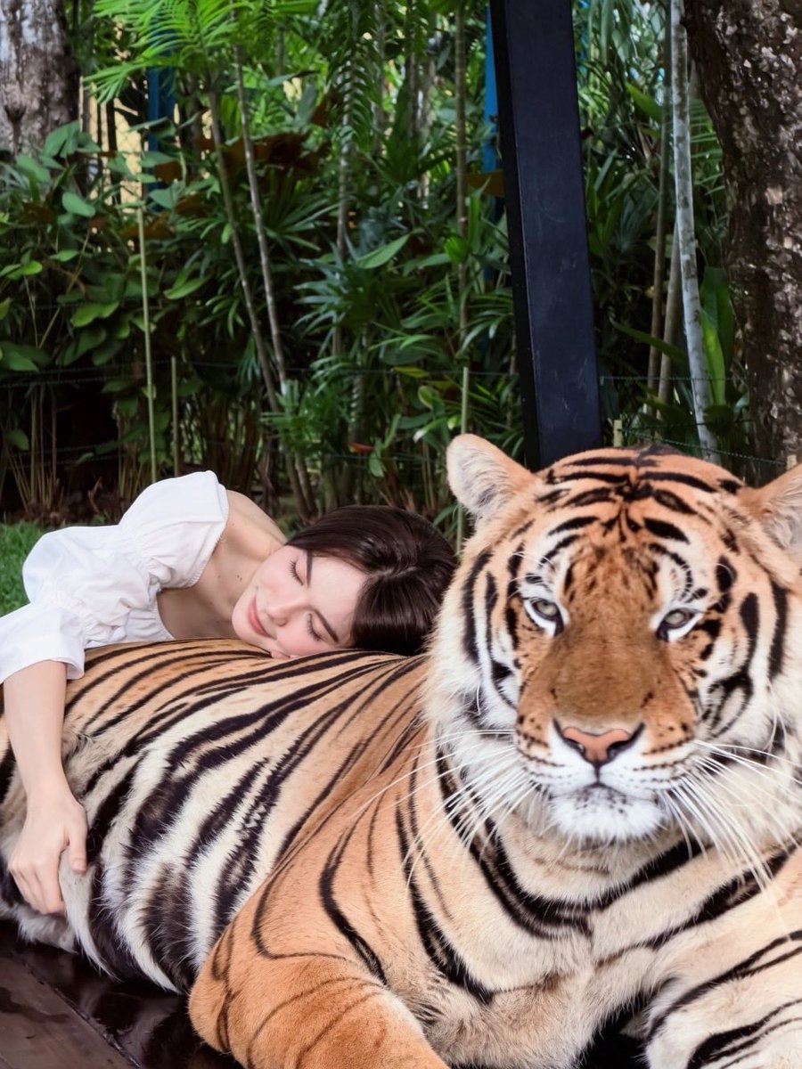 BaBunny_'s tweet photo. La cara de un tigre que está cargando con el peso de tener en su espalda a la mujer más preciosa de Tailandia 😮‍💨😮‍💨😮‍💨😮‍💨

@itscharlotty 
#CharlotteAustin https://t.co/blrDjZB690