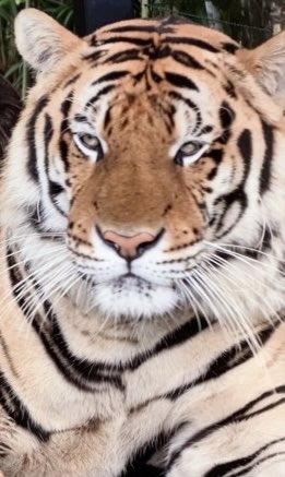 BaBunny_'s tweet photo. La cara de un tigre que está cargando con el peso de tener en su espalda a la mujer más preciosa de Tailandia 😮‍💨😮‍💨😮‍💨😮‍💨

@itscharlotty 
#CharlotteAustin https://t.co/blrDjZB690