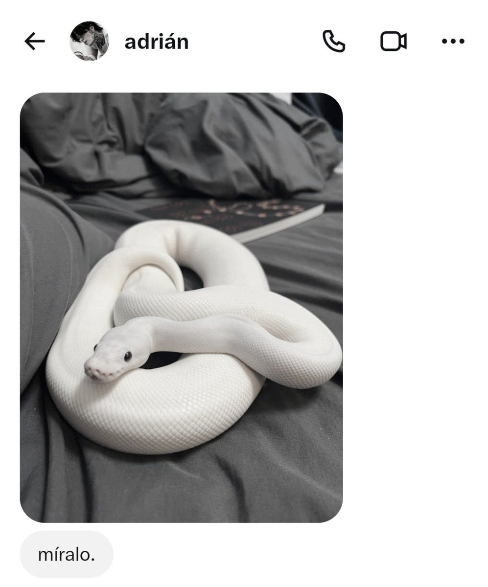 predatorsinner's tweet photo. Me dieron una serpiente. . . ¿Ustedes entienden que tengo una? 
Me aman tanto que se acuerdan de mis excentricidades, ayer y hoy han sido los mejores días. https://t.co/O5xC154QFx