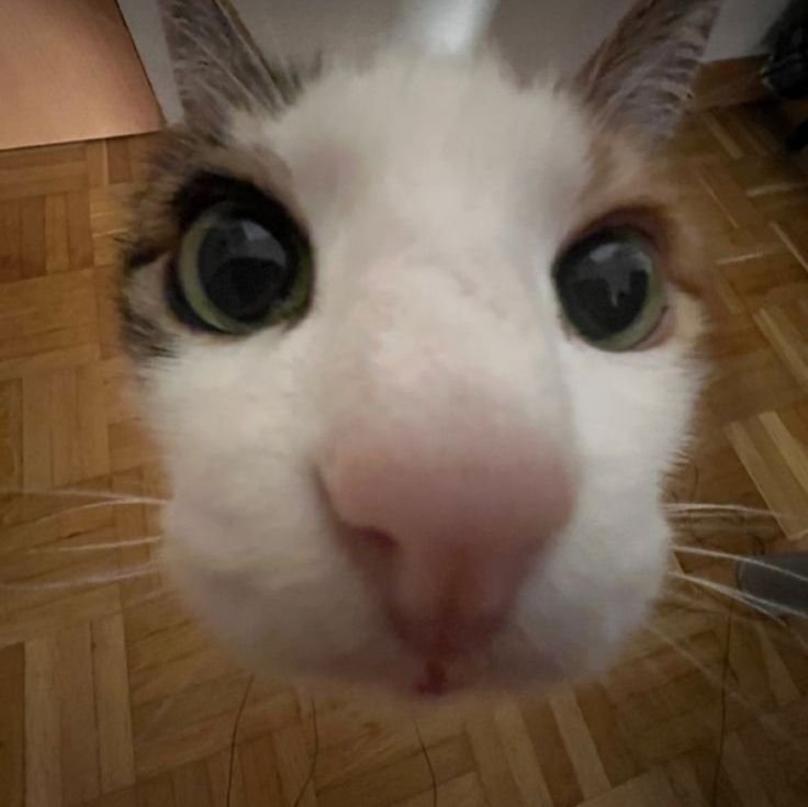 SHADOWOXIDE's tweet photo. looks at the reader like this . https://t.co/eg9q5Yk2aL
