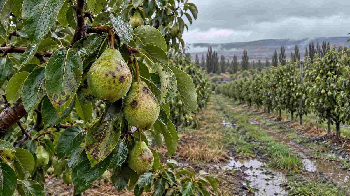 RuralNetOficial's tweet photo. #Agricultura #altovalle #enfermedadesdefrutales #fruticultura #inta Sarna del peral: INTA detectó riesgo severo en todo el Alto Valle dlvr.it/TVyGRH https://t.co/2Wcnu2wwy7