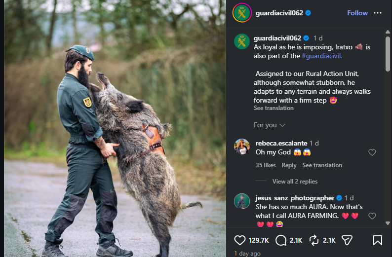 desiredesire888's tweet photo. The Spanish army just recruited a PIG to their forces and its going GIGA viral!

Getting reported on everywhere, The last time this happened was Commando and it went to 500K!!

https://t.co/ZUx3yRCF6i
https://t.co/voNpxhzOs5 https://t.co/6M55i33BtH