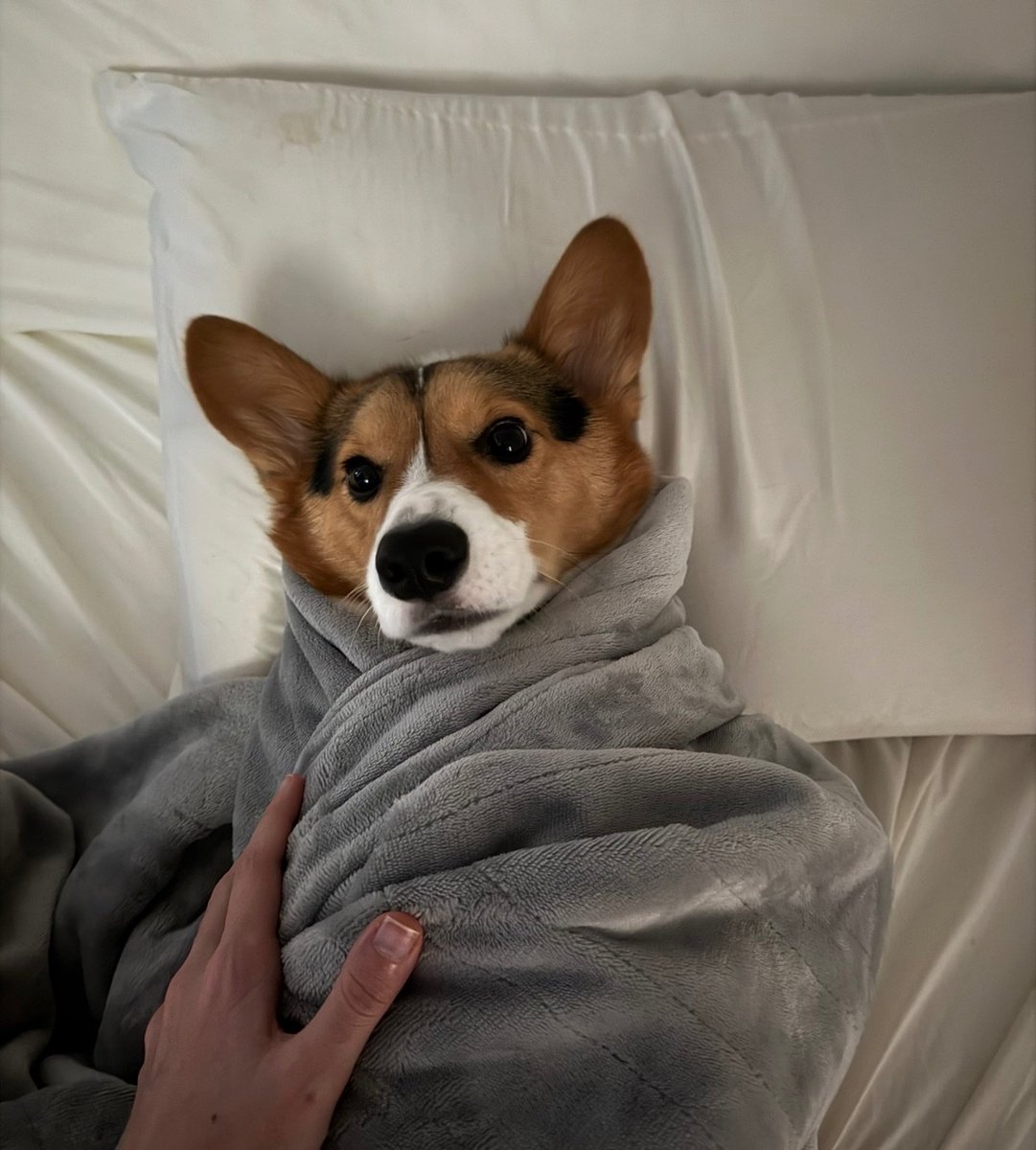 mxddylol's tweet photo. my baby clove is 3 today 🥲 he’s the best boy in the whole world i love him so much :-) https://t.co/f9b5DUYdev