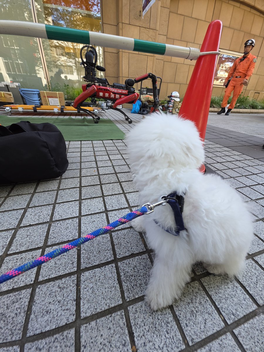 DensukeIde's tweet photo. めずらしいワンコと遭遇
#ボロビション #ビションフリーゼ #ふくのすけ https://t.co/lpVCQk3xem