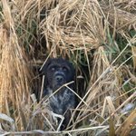 Photo by Pittwaterfowlers (@Pittwaterfowler)