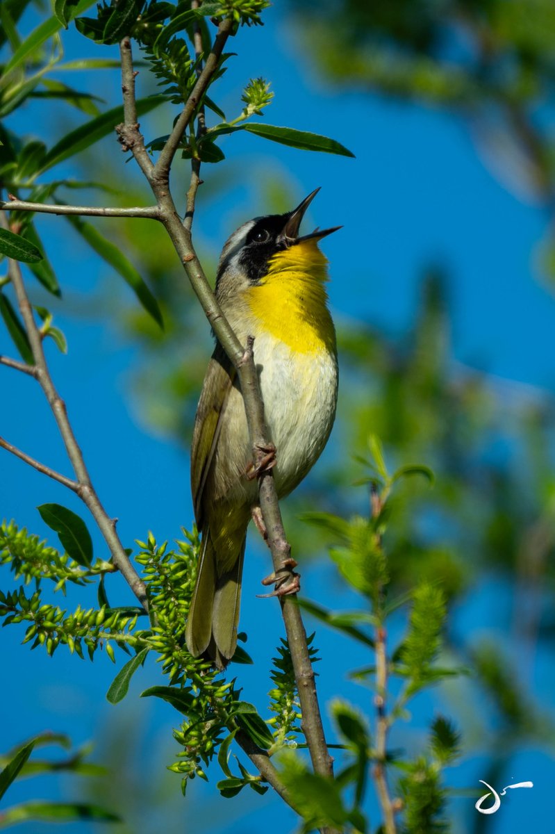 cuchovivas's tweet photo. Common Yellowthroat — male
Nikon Z8 | 840mm | f/9 | 1/2000 sec | ISO 560
#CommonYellowthroat #Warbler #BirdPhotography #WildlifePhotography #NaturePhotography #NikonZ8 #BirdsOfX #TwitterNatureCommunity https://t.co/s8FTsSYXPg