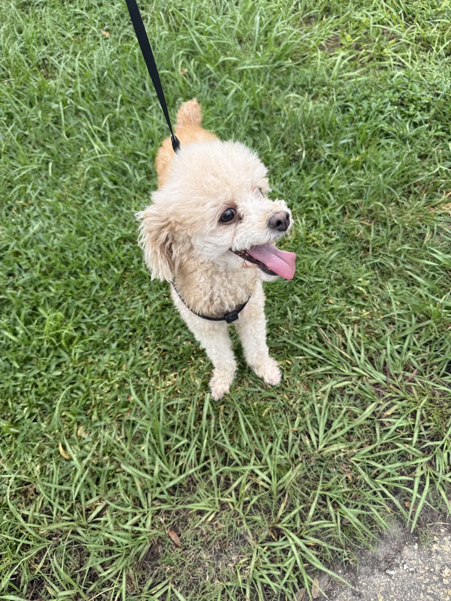 realJennaEllis's tweet photo. This is Cooper. He’s a little sweetie pie tiny 8 lb poodle. He is an owner surrender, and my friend and I rescued him today. She is fostering him until we can find a forever family. ❤️🐾 https://t.co/ZCNms5qHFh