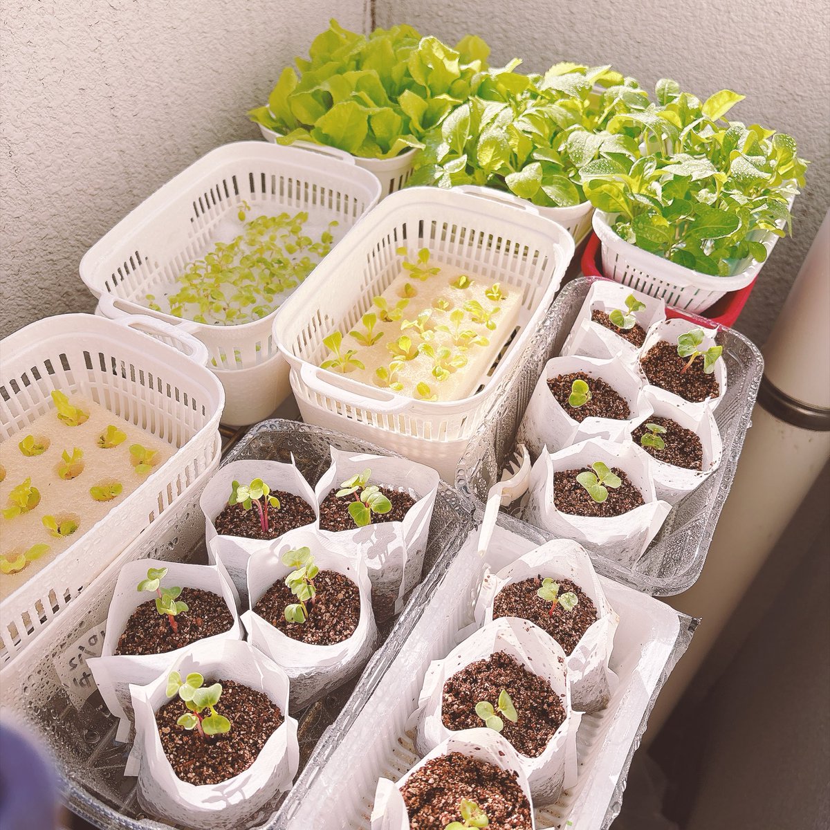 miidietdiary's tweet photo. 昨日夕方に野菜たちをお部屋に入れたらサンチュにカメムシが付着してたみたいで家中を飛び回られた😱ヒィ💦
急いで洗濯ネットで防虫カプセル作りました。まだ応急処置程度。改善が必要なので100均でパーツをそろえてきます❗️
#家庭菜園 #水耕栽培栽培 #ダイエット https://t.co/nYvbwmIhKK