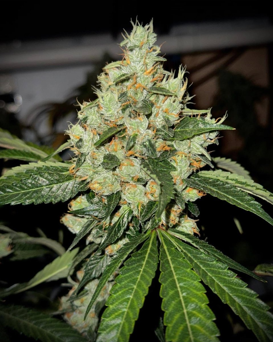 HigherGradeHerb's tweet photo. East Coast Irene no.5

East Coast Sour Diesel x Irene Kush (R)

Pollen donor to Tokyo Banana, Dragon Spit, Irene Kush BX, Tahoe Diesel, Supreme Gasoline, and Crunch Berry Diesel just to name a few.

Proven hasher and head turner, loud and tasty as fuck with long lasting effects. https://t.co/Bom5VYZ2SH