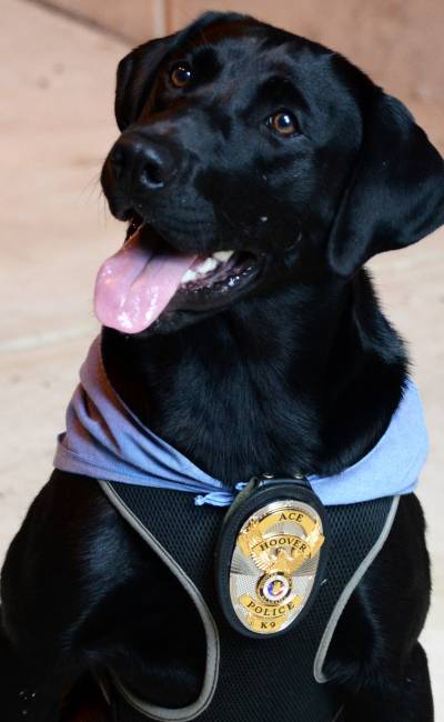 HooverPD's tweet photo. Hoover PD mourns the loss of K9 Ace, who passed away this morning.
Ace faithfully served our community alongside Officer Kevin Hollis since 2018.
Good boy, Ace. Job well done. Rest in peace, we will take the Watch from here.
Full story-https://t.co/FxZY2E5m57
#hooverpd https://t.co/4DdKnEsCBH